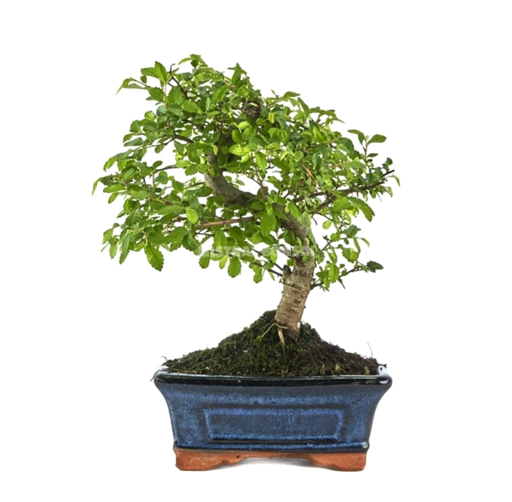 Zelkova - Olmo Chino - 6 Años